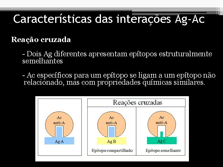 Características das interações Ag-Ac Reação cruzada - Dois Ag diferentes apresentam epítopos estruturalmente semelhantes