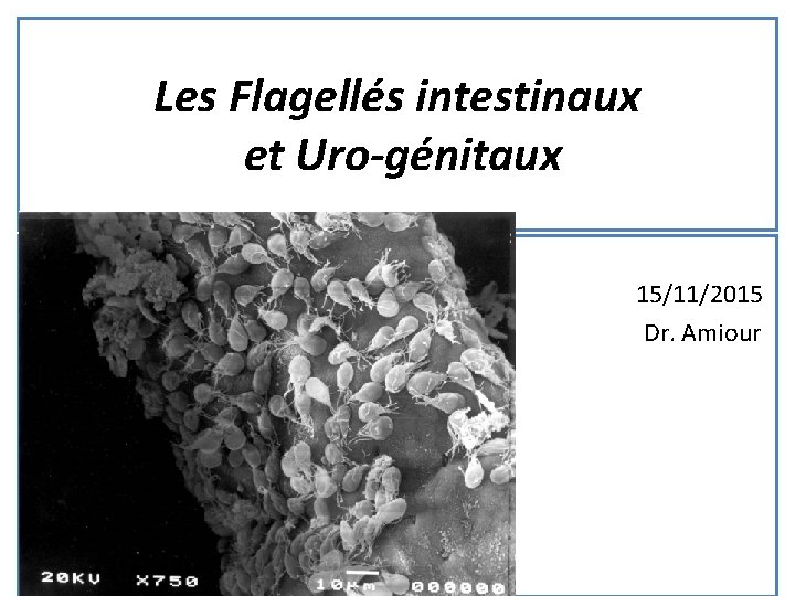 Les Flagellés intestinaux et Uro-génitaux 15/11/2015 Dr. Amiour 