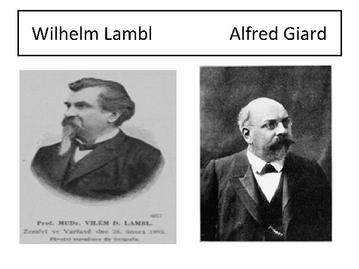 Wilhelm Lambl Alfred Giard 