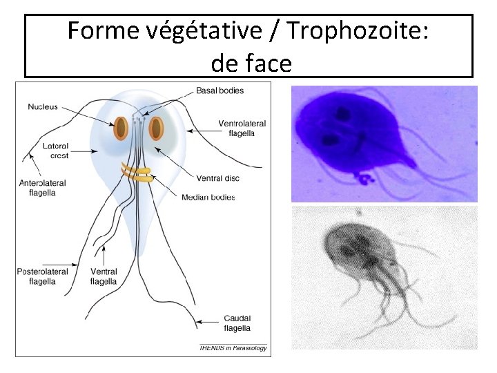Forme végétative / Trophozoite: de face 