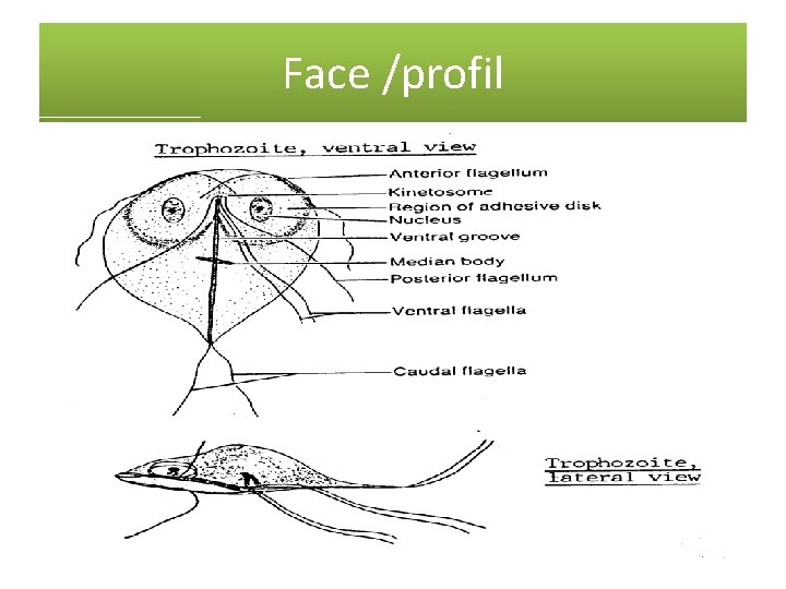 Face /profil 