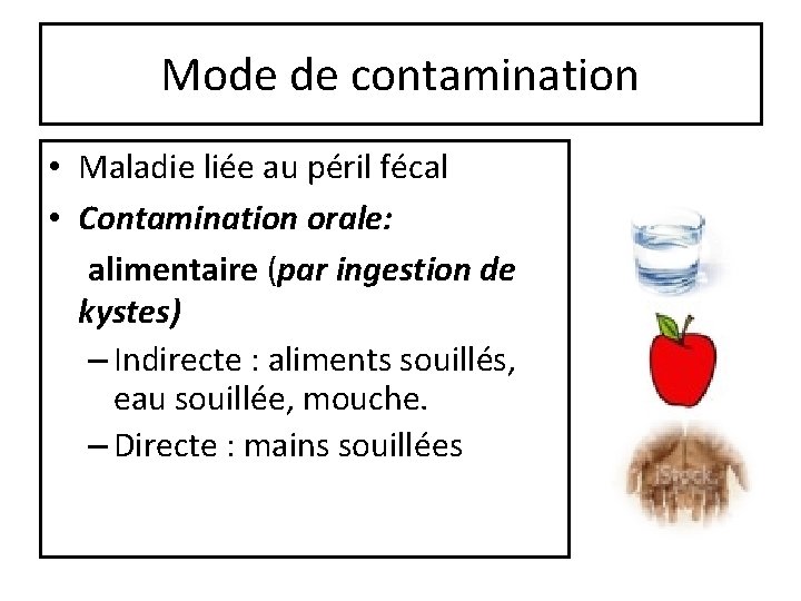 Mode de contamination • Maladie liée au péril fécal • Contamination orale: alimentaire (par