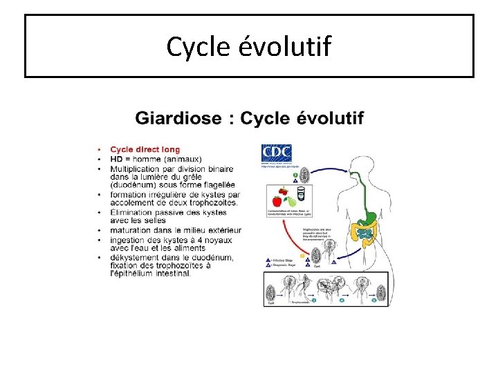 Cycle évolutif 