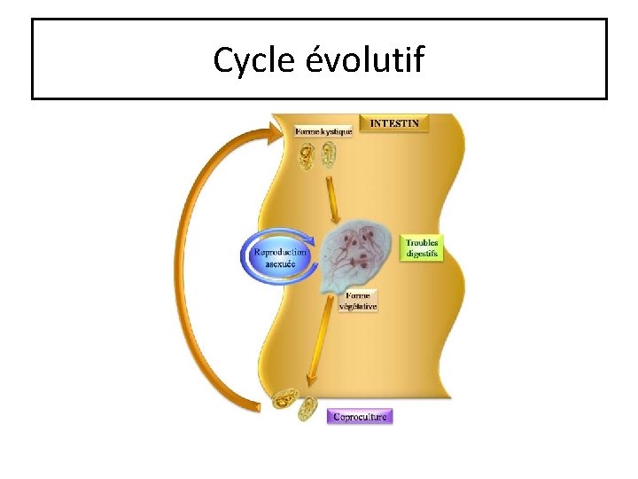 Cycle évolutif 