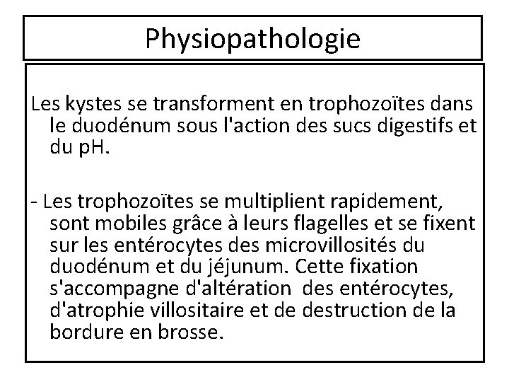 Physiopathologie Les kystes se transforment en trophozoïtes dans le duodénum sous l'action des sucs