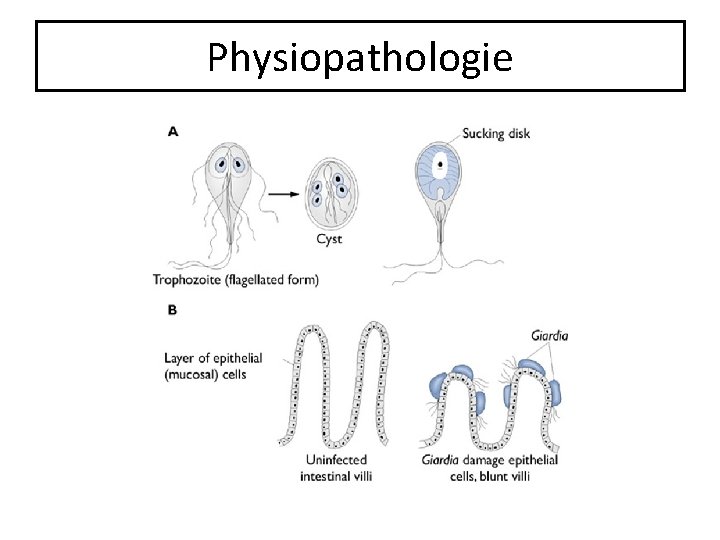 Physiopathologie 