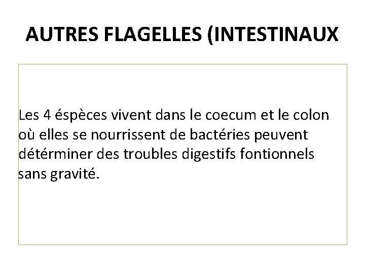 AUTRES FLAGELLES (INTESTINAUX Les 4 éspèces vivent dans le coecum et le colon où
