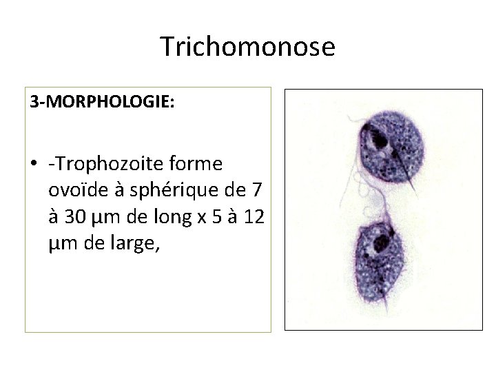 Trichomonose 3 -MORPHOLOGIE: • -Trophozoite forme ovoïde à sphérique de 7 à 30 µm