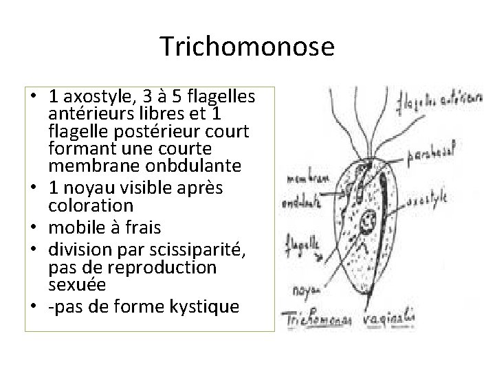 Trichomonose • 1 axostyle, 3 à 5 flagelles antérieurs libres et 1 flagelle postérieur