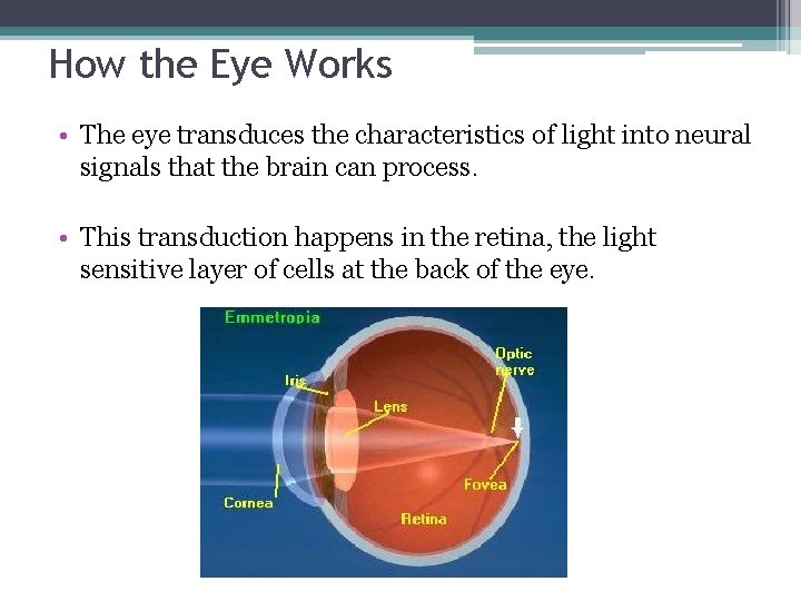 How the Eye Works • The eye transduces the characteristics of light into neural