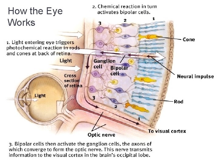 How the Eye Works 