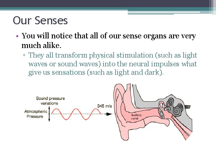 Our Senses • You will notice that all of our sense organs are very