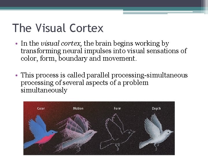 The Visual Cortex • In the visual cortex, the brain begins working by transforming