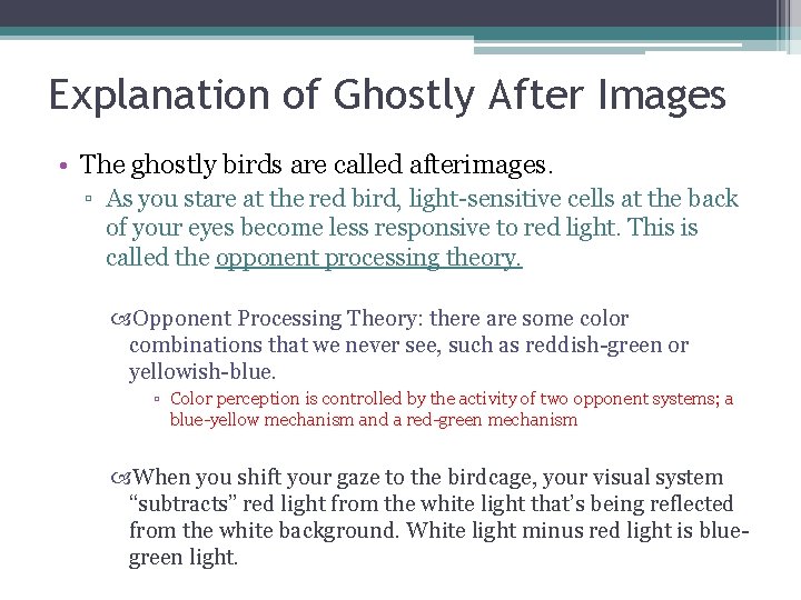 Explanation of Ghostly After Images • The ghostly birds are called afterimages. ▫ As