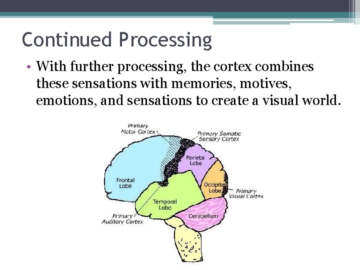 Continued Processing • With further processing, the cortex combines these sensations with memories, motives,