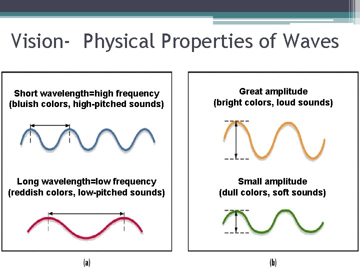 Vision- Physical Properties of Waves Short wavelength=high frequency (bluish colors, high-pitched sounds) Great amplitude