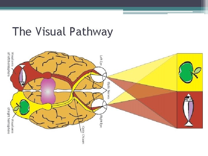 The Visual Pathway 