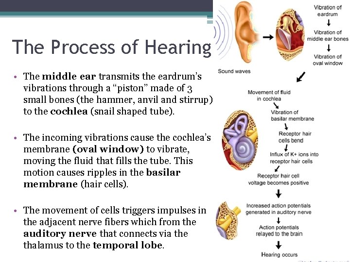 The Process of Hearing • The middle ear transmits the eardrum’s vibrations through a