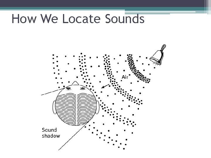 How We Locate Sounds 