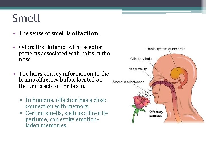 Smell • The sense of smell is olfaction. • Odors first interact with receptor