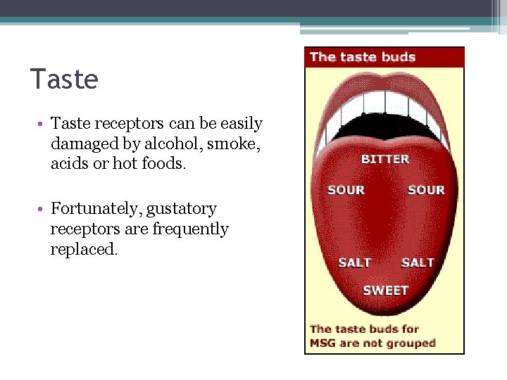 Taste • Taste receptors can be easily damaged by alcohol, smoke, acids or hot