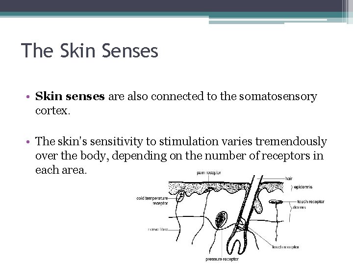 The Skin Senses • Skin senses are also connected to the somatosensory cortex. •