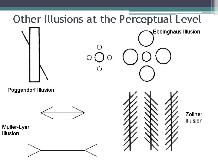 Other Illusions at the Perceptual Level Ebbinghaus Illusion Poggendorf Illusion Zollner Illusion Muller-Lyer Illusion
