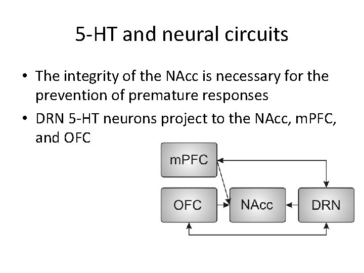 5 -HT and neural circuits • The integrity of the NAcc is necessary for