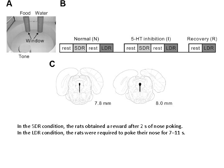 In the SDR condition, the rats obtained a reward after 2 s of nose