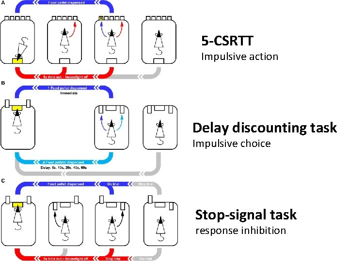 5 -CSRTT Impulsive action Delay discounting task Impulsive choice Stop-signal task response inhibition 
