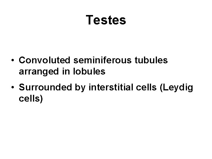 Testes • Convoluted seminiferous tubules arranged in lobules • Surrounded by interstitial cells (Leydig