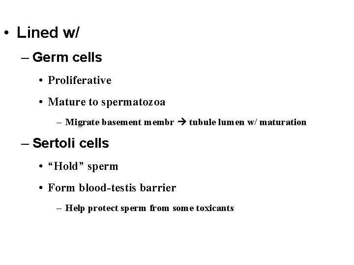  • Lined w/ – Germ cells • Proliferative • Mature to spermatozoa –