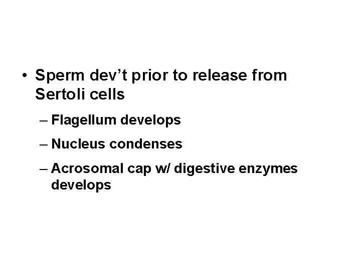  • Sperm dev’t prior to release from Sertoli cells – Flagellum develops –