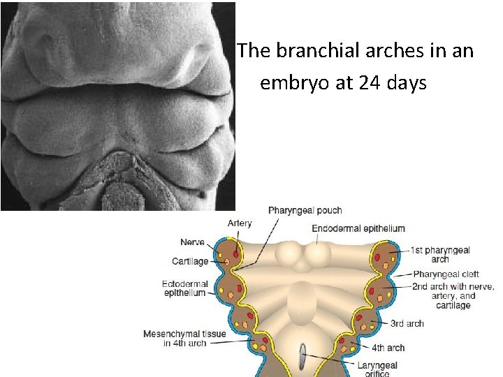 an gestation. The branchial arches in an embryo at 24 days 
