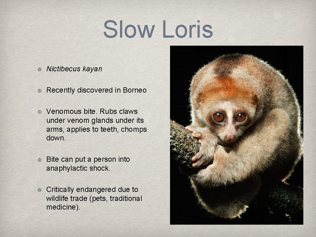 Slow Loris Nictibecus kayan Recently discovered in Borneo Venomous bite. Rubs claws under venom