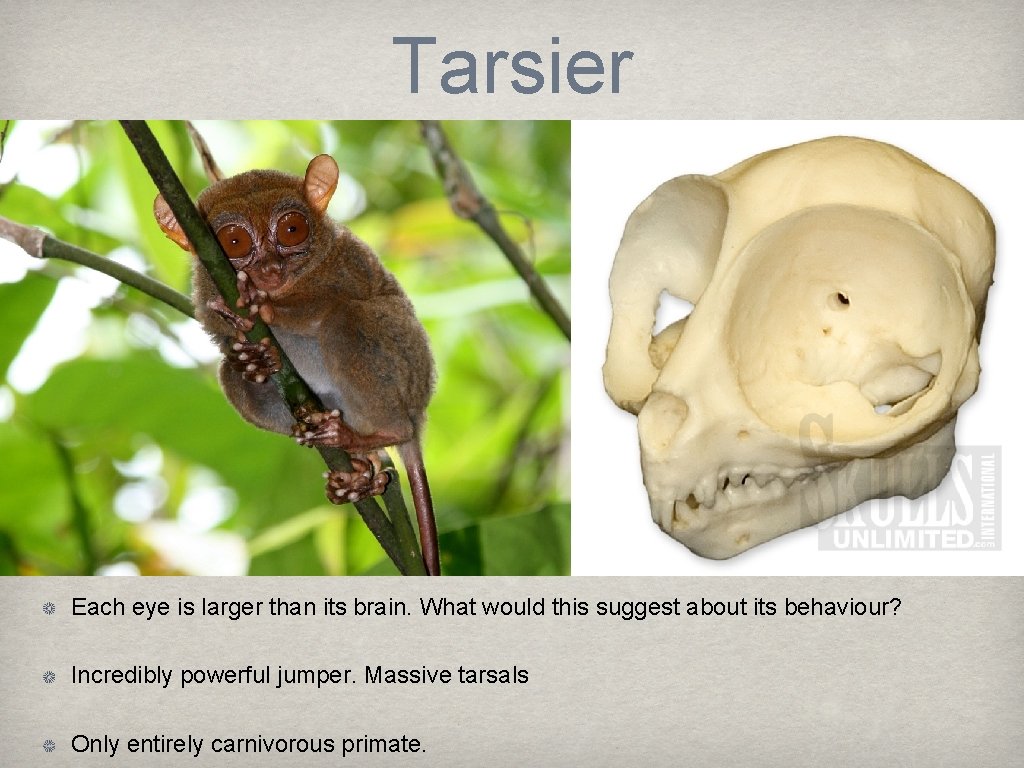 Tarsier Each eye is larger than its brain. What would this suggest about its