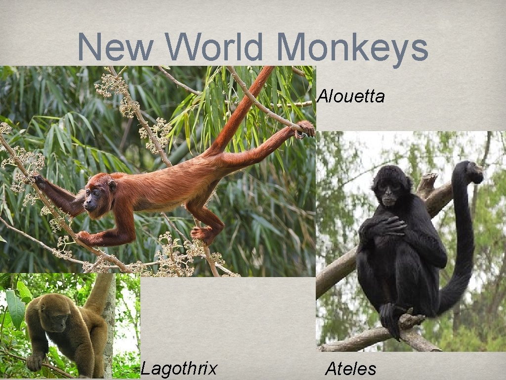 New World Monkeys Alouetta Lagothrix Ateles 