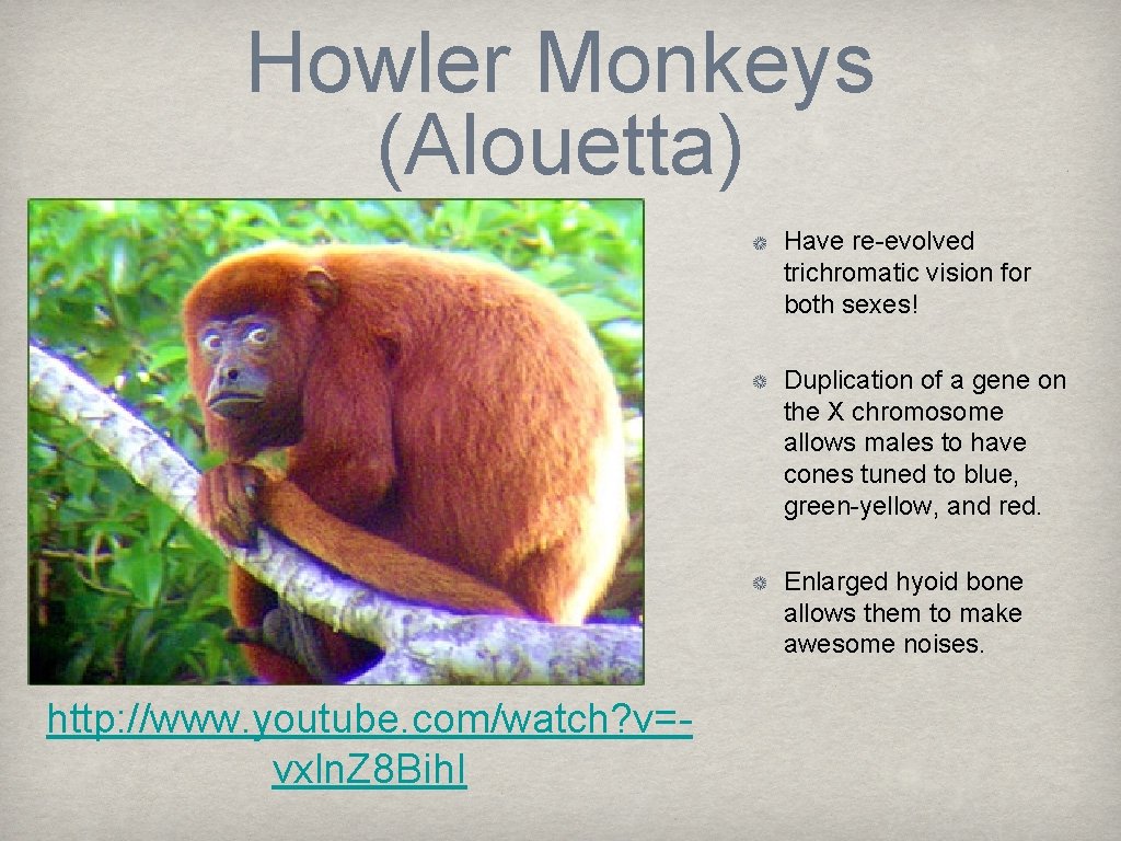 Howler Monkeys (Alouetta) Have re-evolved trichromatic vision for both sexes! Duplication of a gene