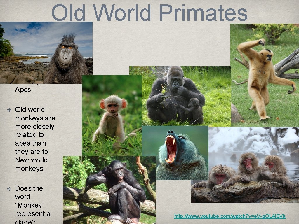 Old World Primates Monkeys and Apes Old world monkeys are more closely related to