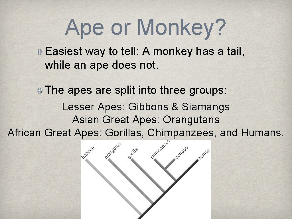 Ape or Monkey? Easiest way to tell: A monkey has a tail, while an
