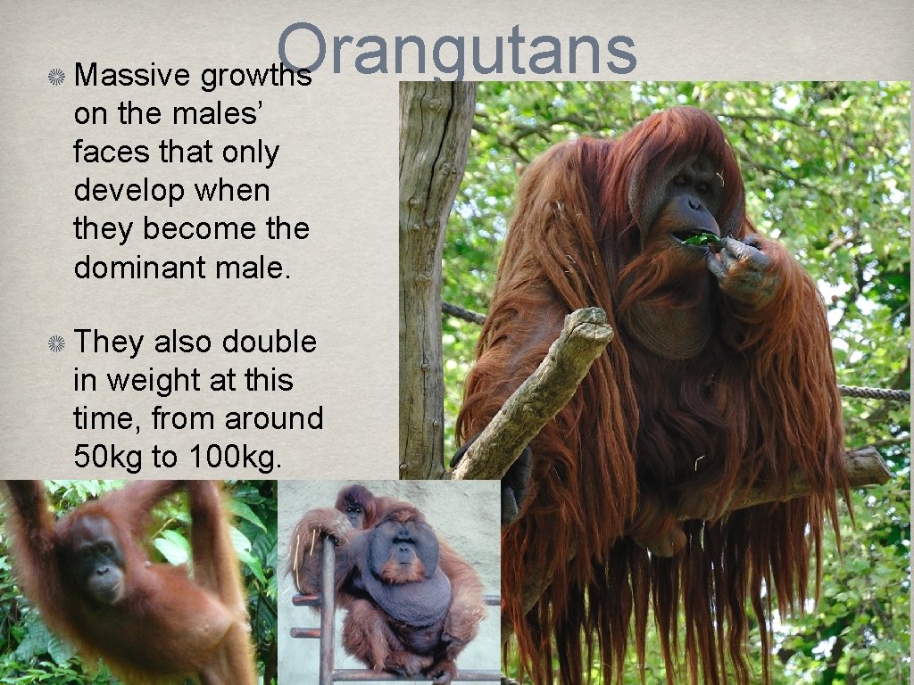 Orangutans Massive growths on the males’ faces that only develop when they become the
