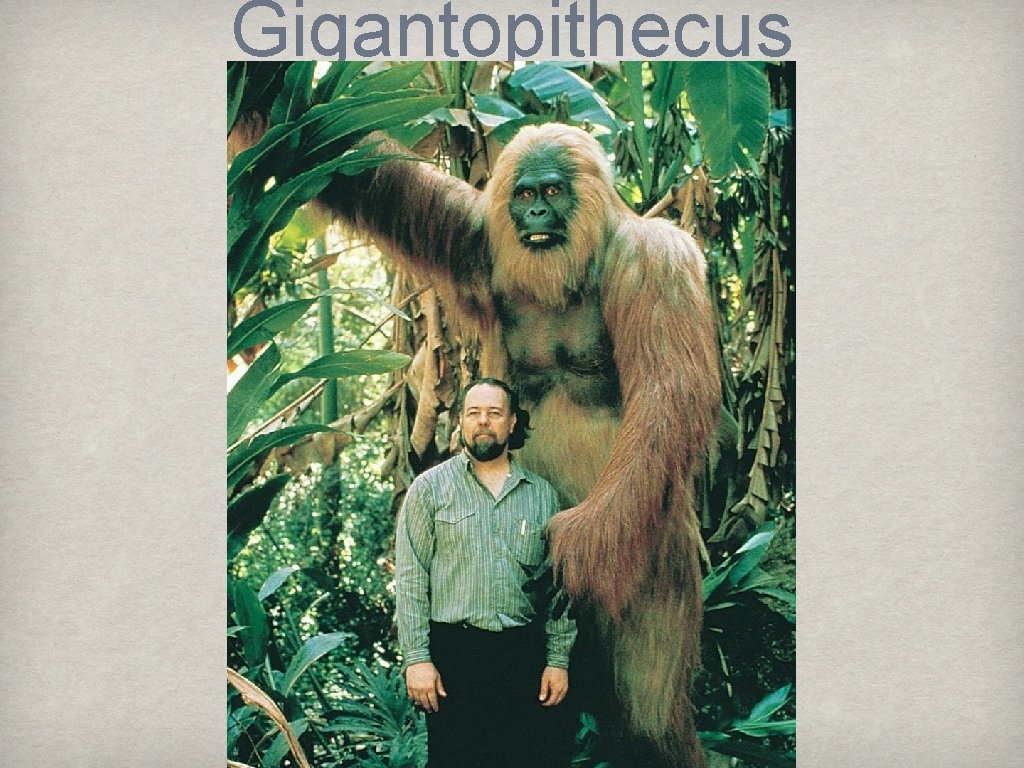 Gigantopithecus 