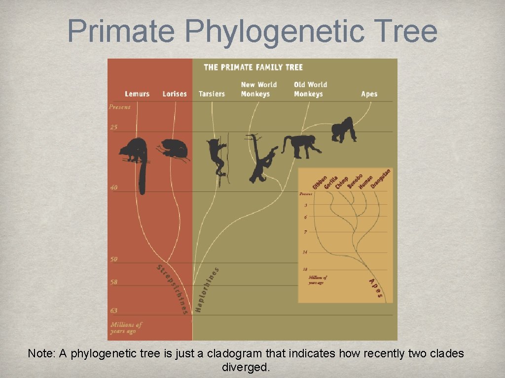 Primate Phylogenetic Tree Note: A phylogenetic tree is just a cladogram that indicates how