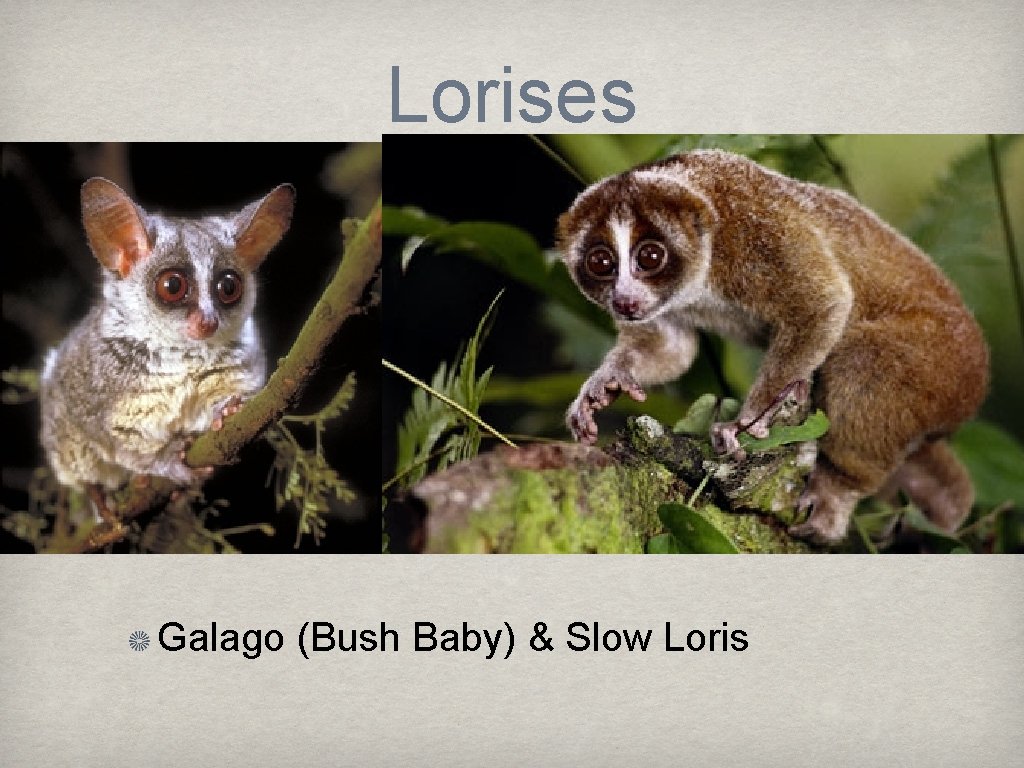 Lorises Galago (Bush Baby) & Slow Loris 