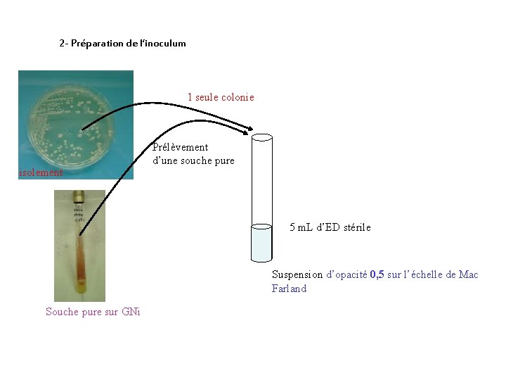 2 - Préparation de l’inoculum 1 seule colonie isolement Prélèvement d’une souche pure 5