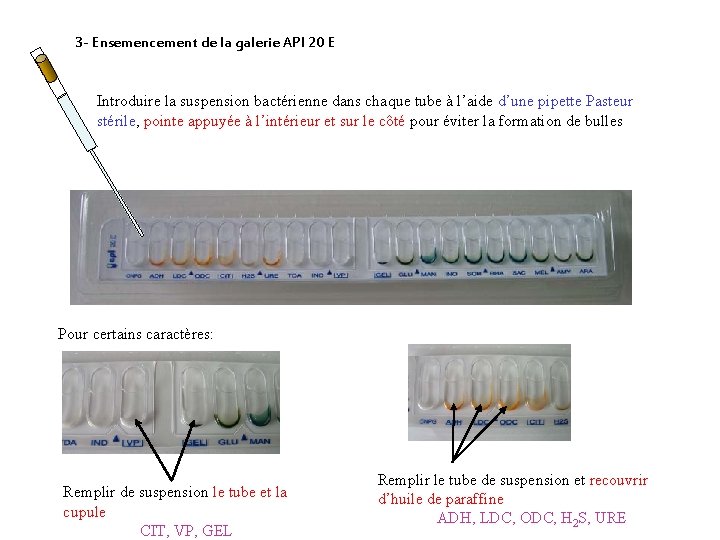 3 - Ensemencement de la galerie API 20 E Introduire la suspension bactérienne dans
