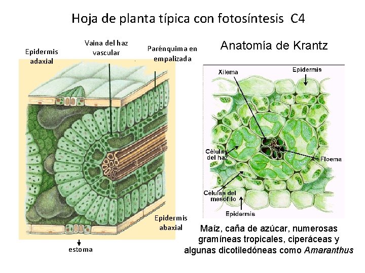 Hoja de planta típica con fotosíntesis C 4 Epidermis adaxial Vaina del haz vascular