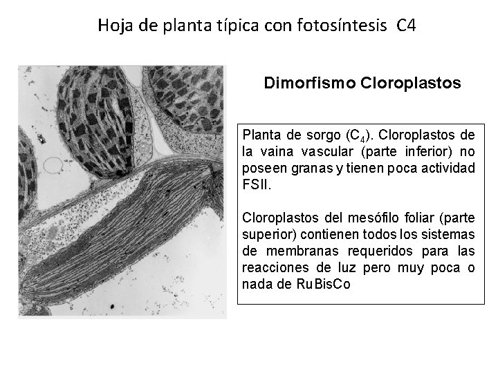 Hoja de planta típica con fotosíntesis C 4 Dimorfismo Cloroplastos Planta de sorgo (C