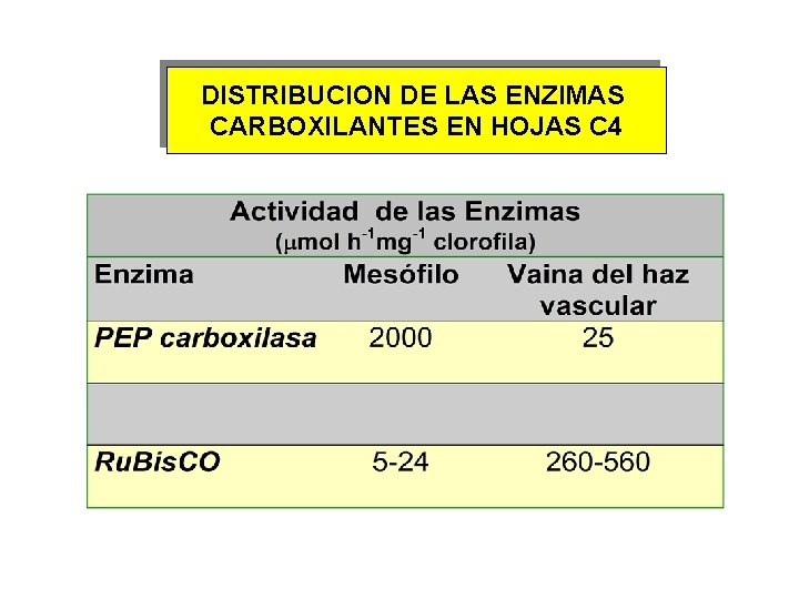 DISTRIBUCION DE LAS ENZIMAS CARBOXILANTES EN HOJAS C 4 