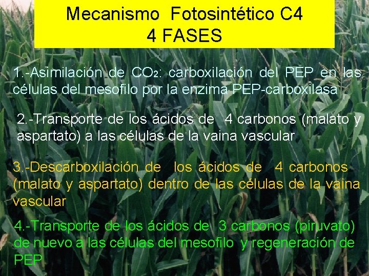 Mecanismo Fotosintético C 4 4 FASES 1. -Asimilación de CO 2: carboxilación del PEP